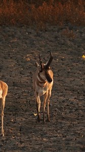 Doesn't get much better than this! This hunt is featured in the Best of Pronghorn series on Youtube! Head over to watch this hunt and more from the team! | Small Town Hunting