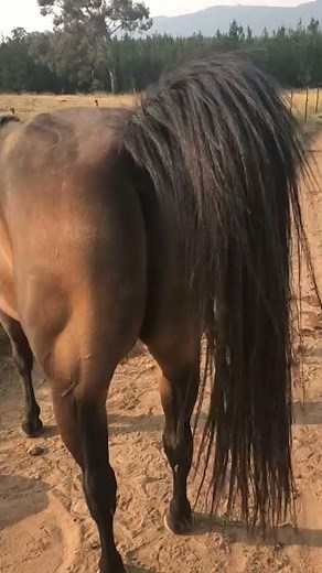 Mare showing in season