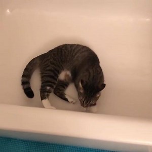 Why are cats so obsessed with bathrooms? 😹🛁🚽 #tabbytuesday #catsandbathrooms - - - // @hermione_mn So nice of you to help out checking the bathtub, Ginny! ❤️ | CatLadyBox