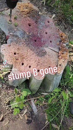 safe and effective way to get rid of stumps #treestump #CapCut