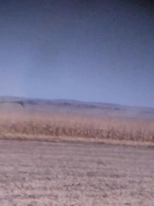 Watch all these coyotes feed on mice kicked out as they harvest #Coyotes | Reel Fresh Catch