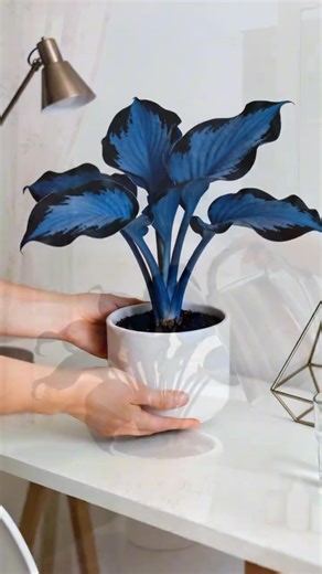 🌿 Hosta Seeds - Elevate Your Shade Garden! 🌿🌱 Hostas are shade garden superstars, offering lush foliage and effortless charm to your outdoor space. 🌱 With their textured, attractive leaves, these perennials are easy to grow, making them perfect for any gardener!✔️ Elegant and decorative leaves ✔️ Simple to plant and care for ✔️ Fragrant and adaptable ✔️ Ideal for shaded areas | Health-lifestyles-ly