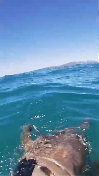 Landing a giant grouper! #spearfishing #freediving #grouper