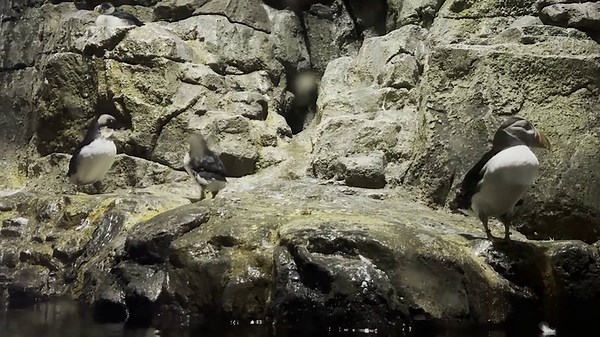 New wing man! Adorable baby puffin now starring at Central Park Zoo