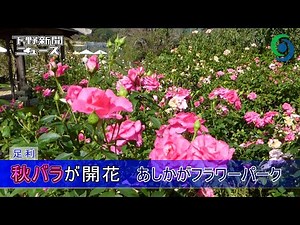 秋バラが開花 あしかがフラワーパーク 足利