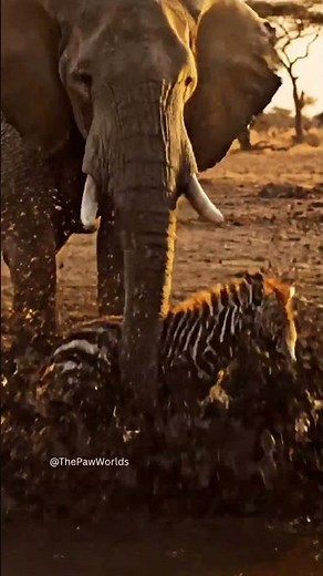 Elephant Saves Baby Zebra from Mud 🐘🦓 | Heart-Touching Wildlife Rescue #Animals #Wildlife #Rescue