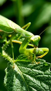 La mantis religiosa es un insecto benéfico que ayuda a controlar plagas de forma natural en los cultivos. Se alimenta de orugas, saltamontes y otros insectos dañinos, reduciendo el uso de agroquímicos y fortaleciendo el equilibrio biológico del sistema agrícola. #ControlBiológico #AgriculturaSustentable #PlagasAgrícolas #MantisReligiosa #Agroecología | Agricultura y Tecnología