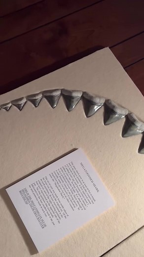 The Most Complete Set of Megalodon Shark Teeth ever found on Earth so far (that we know of). From Dr. Gordon Hubbell’s incredible private shark tooth collection. If you want to see a full video of this collection, there is a YouTube link below in the comments | SHRKco
