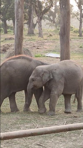Adorable Baby Elephants Playing at Chitwan National Park 🐘❤️ | Elephant Breeding Center Moments