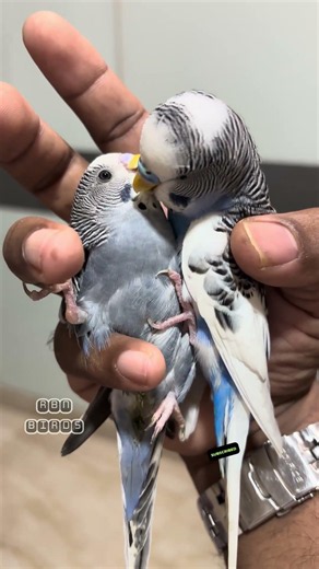 Tamed budgies | Amazing love 🥰 #rbnbirds #birds #pets #budgies #lovebirds #shorts