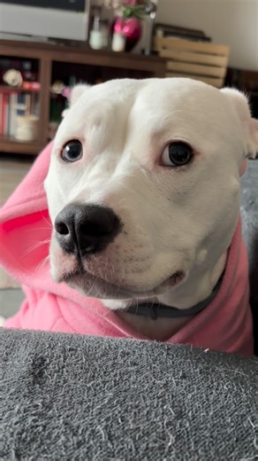 Rosalina 🐾💖 on Instagram: "Rosie is now testing her pouting skills on the cat, so far she is seeing great success 🤔🤔"