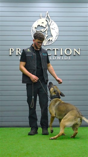 Pepper. The Ultimate Family Protection Dog. Full Profile Live Now! 🫑 #protectiondogsworldwide