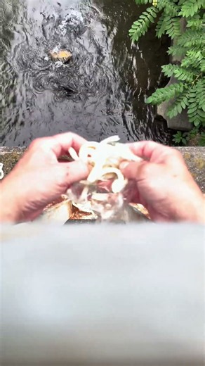 鯉に餌をあげる