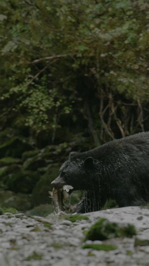 1.7K views · 83 reactions | Just a roly-poly black bear enjoying a...