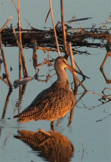 How a Marbled Godwit cleans its massive sword-like bill!
