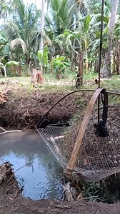 4.8K views · 98 reactions | Koha ug alimango di jet li mga idol like ang comint mga idol❤️ | Eduard Añasco Logroño | Facebook