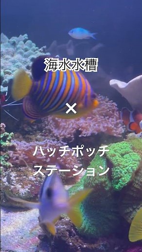 海水水槽の束の間✖️ ハッチポッチステーション #グッチ裕三 with グッチーズ #ハッチポッチステーション #NHK