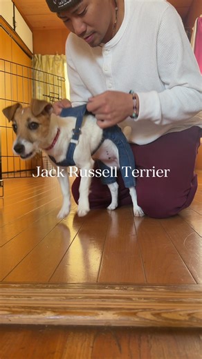 【月曜〜日曜】ジャックラッセルテリアの習慣🐶💨 月：走る 火：走る 水：走る 木：走る 金：走る 土：もっと走る 日：まだ走る🤣 15秒ずっとダッシュ＝体力オバケ / 高エネルギー犬種 / 運動量MAX😂🎾 ジャック飼いさん、これ共感します？ 「うちも無限に走る」って人コメントください👇 Jack Russell Terrier’s weekly routine (Mon–Sun) 🐶💨 Mon: RUN Tue: RUN Wed: RUN Thu: RUN Fri: RUN Sat: RUN MORE Sun: STILL RUNNING 😂🎾 15 seconds of nonstop zoomies = pure high-energy dog, endless stamina, working breed vibes. Any JRT owners in the UK/Europe? 🇬🇧🇪🇺 Comment “ZOOMIES” if your dog is the same 👇 #ジャックラッセルテリア #走る犬 #JackRussellTerr