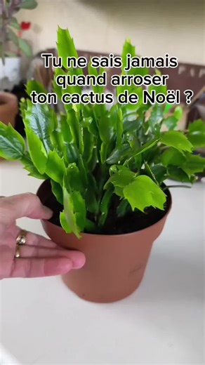 La meilleure technique pour savoir si tu dois arroser ton cactus de Noël c'est de soupeser le pot. S'il est lourd, pas besoin d'arroser. S'il est léger, il faut arroser. Quelle est ta technique pour savoir s'il faut arroser ? #schlumbergera #cactusdenoel #plantlover #arrosage