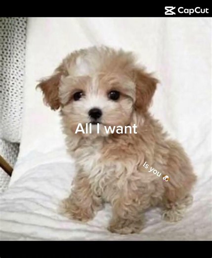 #part 1 of trying to get a dog…please like and subscribe so I can get a dog