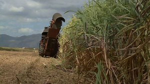 Could U.S.'s sweet tooth save Cuban sugar industry?