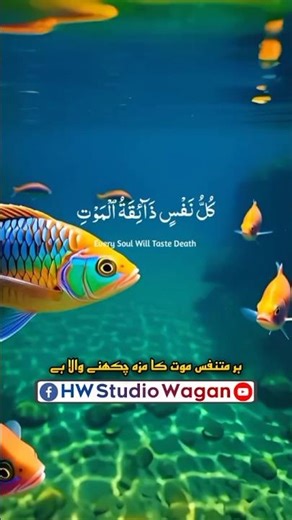 Al Quran Beautiful Voice With Beautiful Natural Video In 4k #quran #qurantilawat #qurantranslation