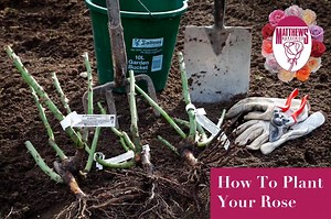 HOW TO PLANT YOUR ROSE - Winter is the best time to plant new season roses in your garden, here's our top tips! 🙂 | Matthews Nurseries Ltd