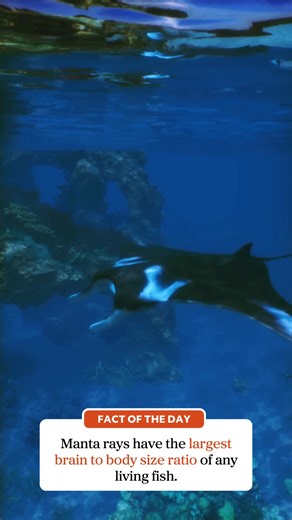 10K views · 152 reactions |  Fact of the Day Did you know manta rays have the largest brain to body size ratio of any living fish? #ausgeo #seeaustralia #factoftheday #aussiewildlife #mantaray #sealife | Australian Geographic | Facebook