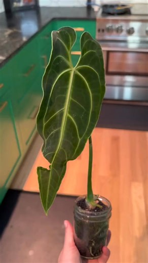 1.3K views | #anthuriumwarocqueanum #anthurium #aroid #importplant #rootrotsurviva. | charlietrucker | Facebook