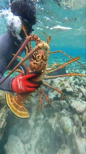 🦞 The Biggest Lobster I've Ever Seen! 😱