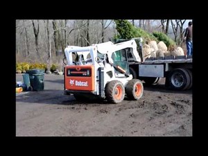 Try Planting a Norway Spruce Tree In Your Landscape