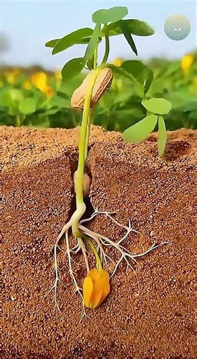 How Peanuts Grow Underground | Amazing Time-Lapse | The Unfolding View #growth #timelapse #plants