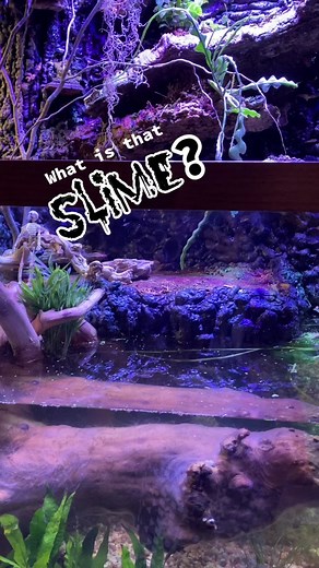 Exploring Paludariums: A Bioactive Fish Tank Experience