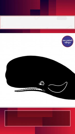 12 reactions | Whale Fish Vomit Ambergris Worth About Rs 3 Crore Ke...