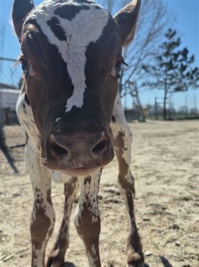 He's so darn cute! #cows