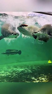 2.8M views · 37K reactions | Dream Monster Fish Collection 凉❤️ මේ වගේ set එකක් නඩත්තු කරන්න පුලුවන් ගානට දියුණු වුණානම් ඇති  . #thefishkingdom #monsterfish #arapaima #fypシ | The Fish Kingdom | Facebook