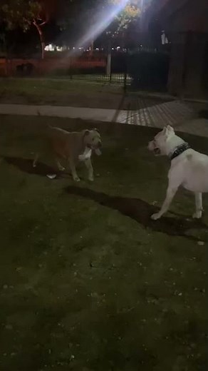 Pitbull vs dogo argentino fight