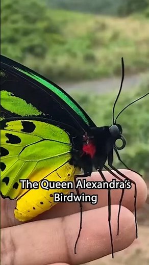 The largest butterfly in the world