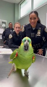 Parrot Vs Police Officer: Why You Never Help Officer