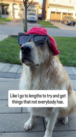Does your dog do this?