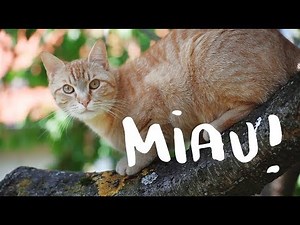 Wissenswertes über Katzen