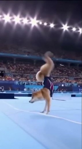 Dog Stuns the Olympics with Perfect Gymnastics Routine!