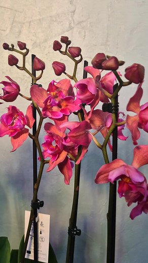 Phalaenopsis Maple Red, 625 lei | LumyFlora