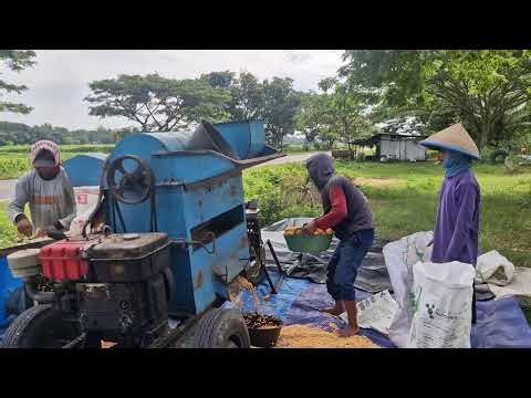 THE MOST EFFICIENT SMART FARMER TRICK TO PEEL CORN USING MODERN MACHINES!-agriculture farming