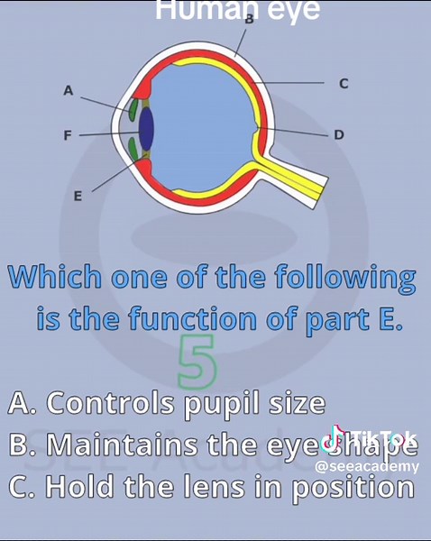 Understanding the Choroid Function in the Human Eye