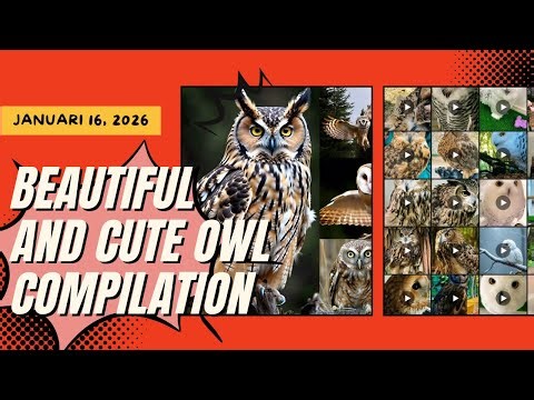 Beautiful and cute owl Compilation, Januari 16, 2026