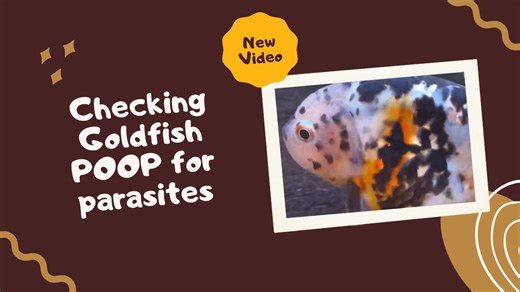 Inspecting Goldfish Health: Checking for Parasites in Their Poop