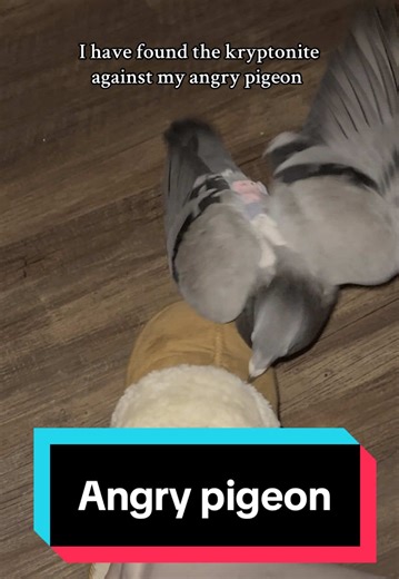 Angry pigeon alert ‼️ The claw has never actually touched her, but for some reason she really doesn’t like it 🤣 #creatorsearchinsights #angrypigeon #pigeon #petpigeon #pigeons Angry pigeon Homing pigeon Pigeon cuddles Cute pigeons Pigeon pet Pet pigeon