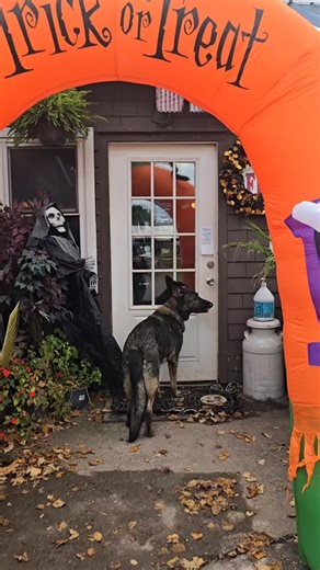 25 reactions |  BOO at the ZOO was a spook-tacular success! 女 Costumes ✅ Candy ✅ Animals ✅ Family Fun ✅ Thank you for making our last event of the season such a blast!  Keep following for winter rides, pony fun, and holiday events coming soon! ❄️ #BooAtTheZoo #BailiwickAnimalPark #CatskillNY #FamilyFun #FallFestival #ZooLife | Bailiwick Animal Park | Facebook