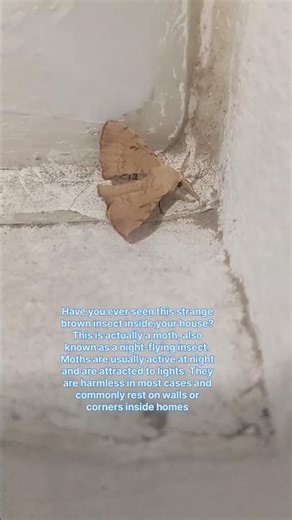 Brown Moth Found Inside House | What Insect Is This? #shorts #insect